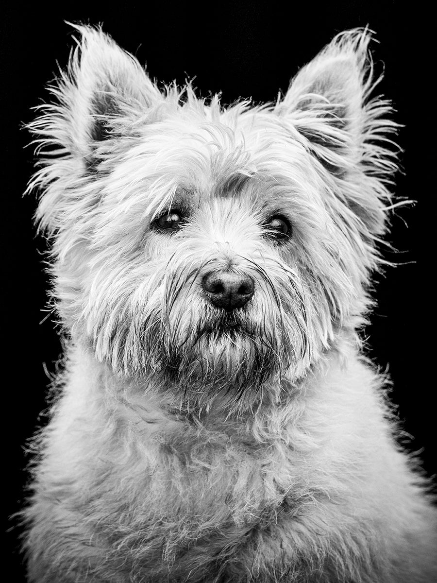 Fur & Feathers Shoot