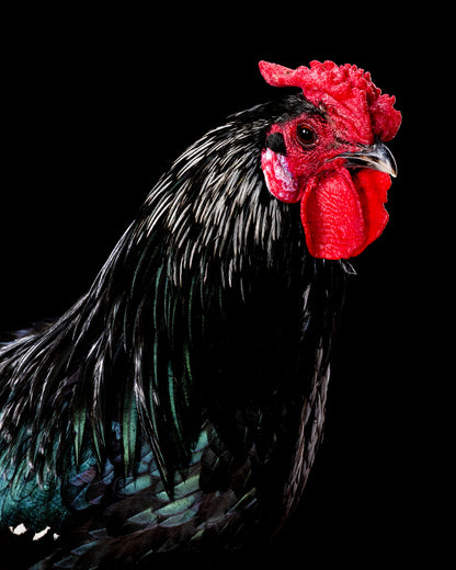 Fur & Feathers Shoot