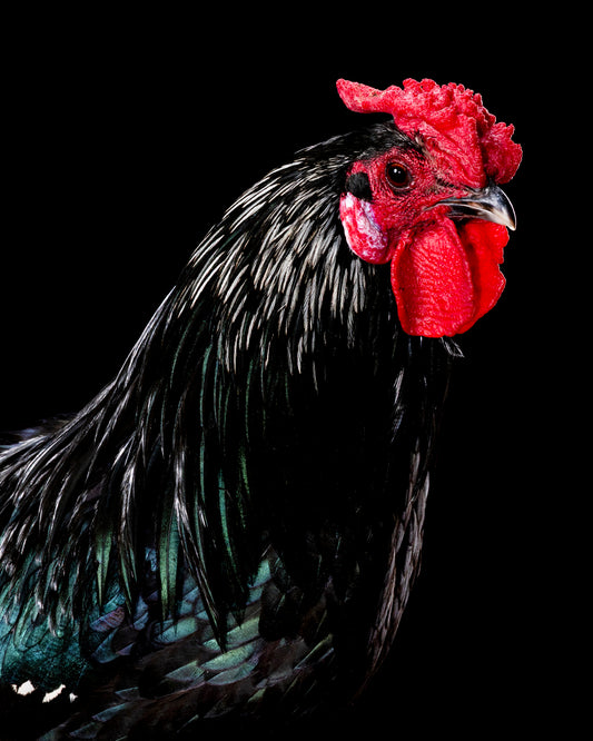 Fur & Feathers Shoot