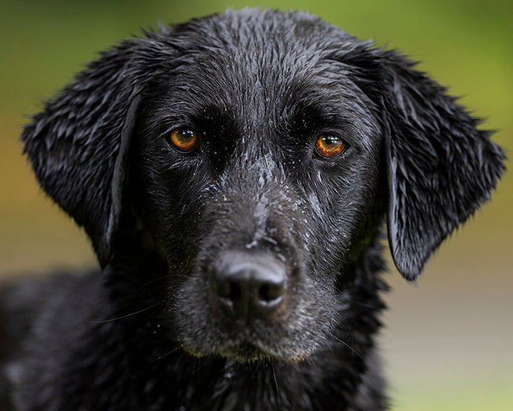 Fur & Feathers Shoot