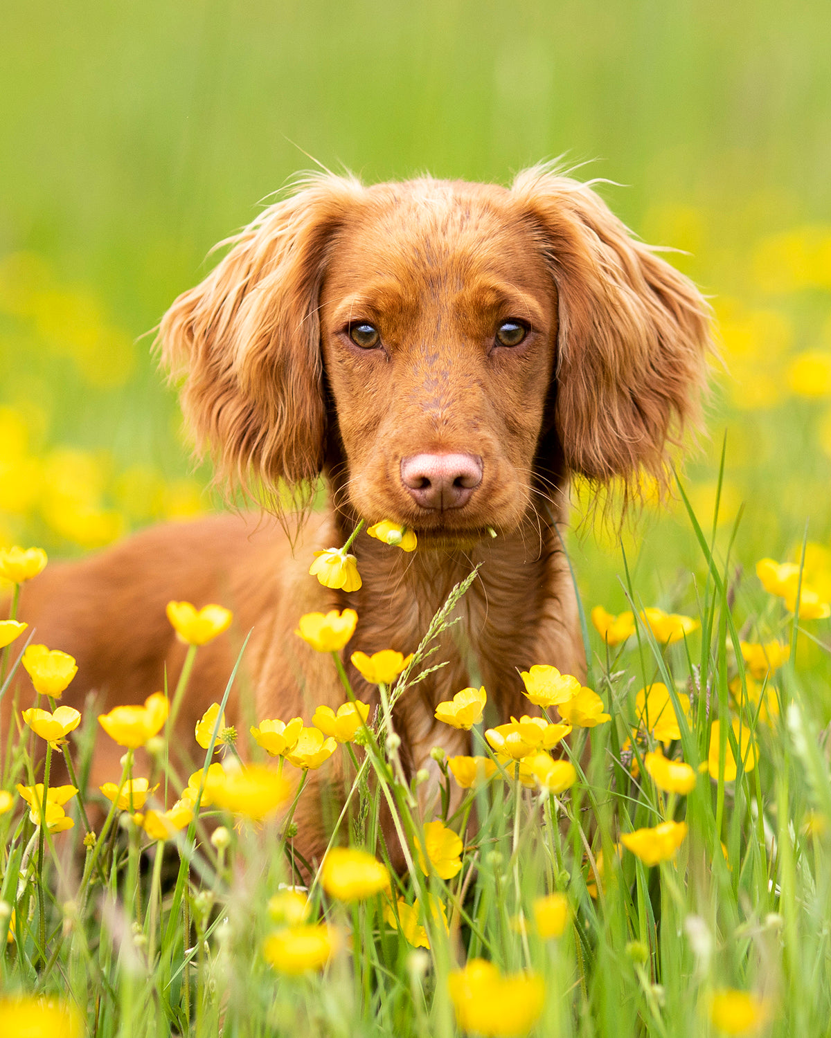 Fur & Feathers Shoot